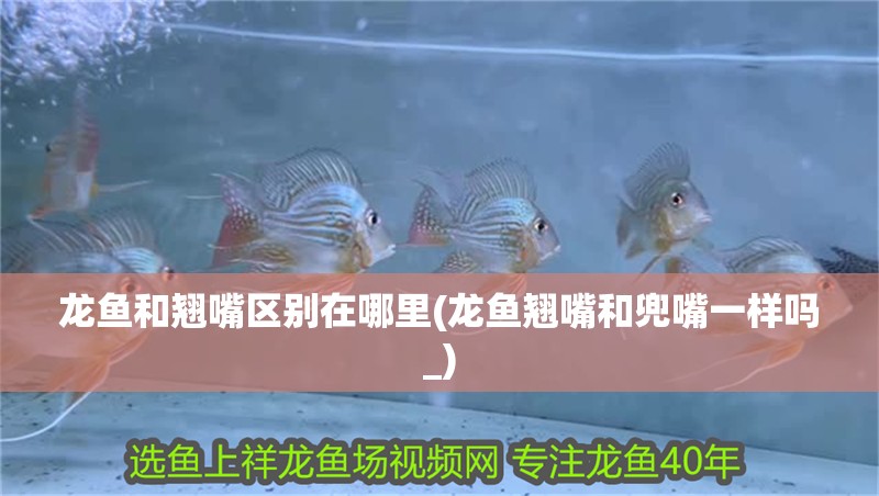 龍魚和翹嘴區別在哪里(龍魚翹嘴和兜嘴一樣嗎_)