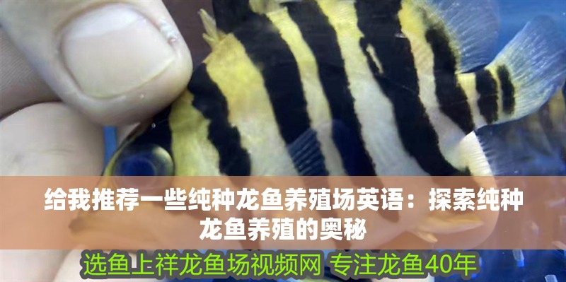 給我推薦一些純種龍魚養殖場英語：探索純種龍魚養殖的奧秘