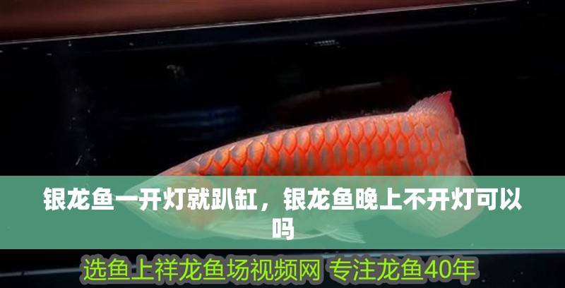 銀龍魚一開燈就趴缸，銀龍魚晚上不開燈可以嗎