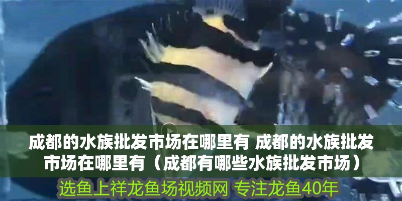 <strong><mark>成都</mark></strong>的水族批發市場在哪里有 <strong><mark>成都</mark></strong>的水族批發市場在哪里有（<strong><mark>成都</mark></strong>有哪些水族批發市場）