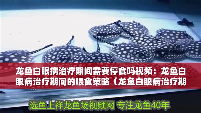 龍魚白眼病治療期間需要停食嗎視頻：龍魚白眼病治療期間的喂食策略（龍魚白眼病治療期間是否需要停食）