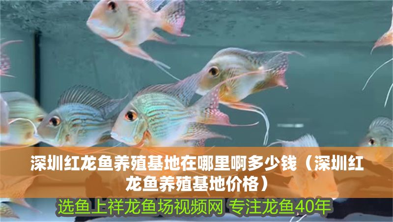 深圳紅龍魚養殖基地在哪里啊多少錢（深圳紅龍魚養殖基地價格）