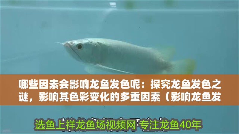 哪些因素會影響龍魚發(fā)色呢：探究龍魚發(fā)色之謎，影響其色彩變化的多重因素（影響龍魚發(fā)色的主要因素） 哪些因素會影響龍魚發(fā)色呢：探究龍魚發(fā)色之謎，影響其色彩變化的多重因素（影響龍魚發(fā)色的主要因素） 水族問答