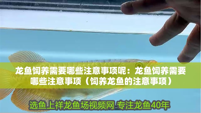 龍魚飼養需要哪些注意事項呢：龍魚飼養需要哪些注意事項（飼養龍魚的注意事項）