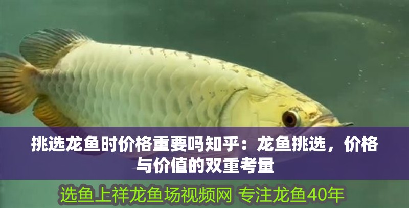 挑選龍魚時(shí)價(jià)格重要嗎知乎：龍魚挑選，價(jià)格與價(jià)值的雙重考量