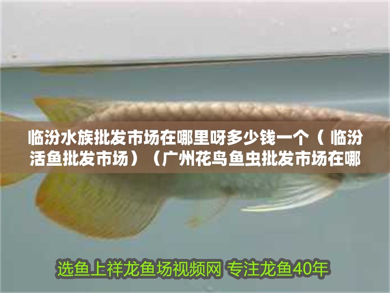 臨汾水族批發市場在哪里呀多少錢一個（ 臨汾活魚批發市場）（廣州花鳥魚蟲批發市場在哪里臨汾水族批發市場在哪里）