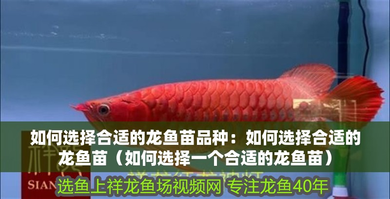 如何選擇合適的龍魚苗品種：如何選擇合適的龍魚苗（如何選擇一個合適的龍魚苗）