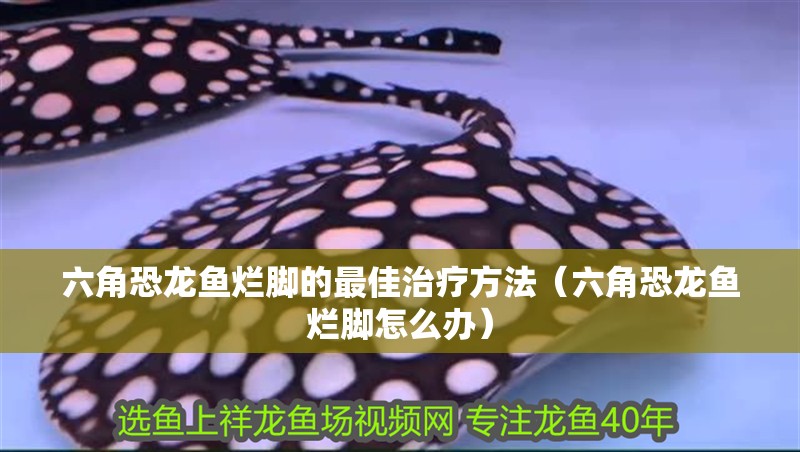 六角恐龍魚爛腳的最佳治療方法（六角恐龍魚爛腳怎么辦）