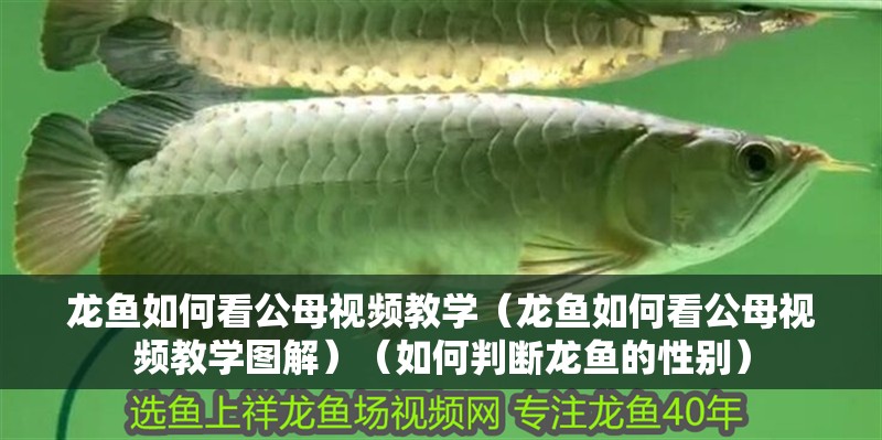 龍魚如何看公母視頻教學（龍魚如何看公母視頻教學圖解）（如何判斷龍魚的性別）