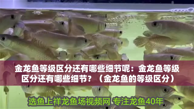 金龍魚等級區(qū)分還有哪些細節(jié)呢：金龍魚等級區(qū)分還有哪些細節(jié)？（金龍魚的等級區(qū)分）