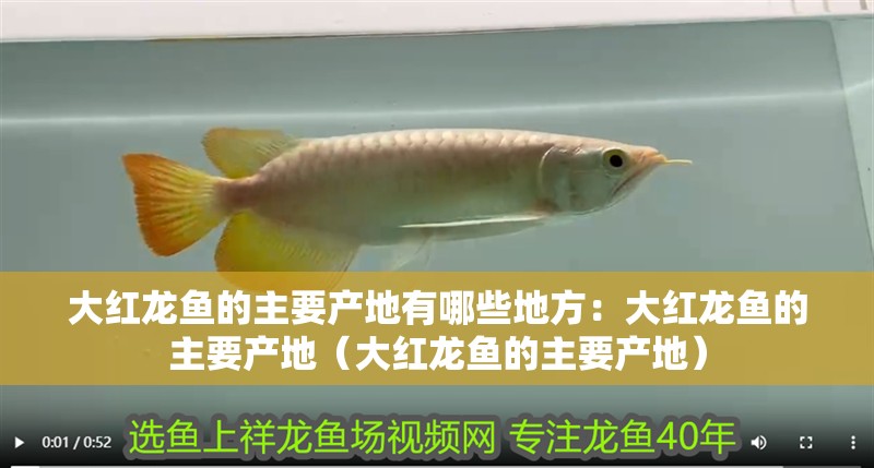 大紅龍魚的主要產地有哪些地方：大紅龍魚的主要產地（大紅龍魚的主要產地）