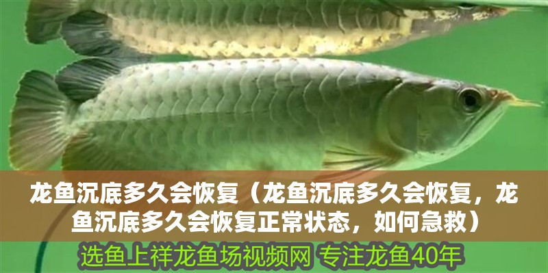 龍魚沉底多久會恢復（龍魚沉底多久會恢復，龍魚沉底多久會恢復正常狀態，如何急救）