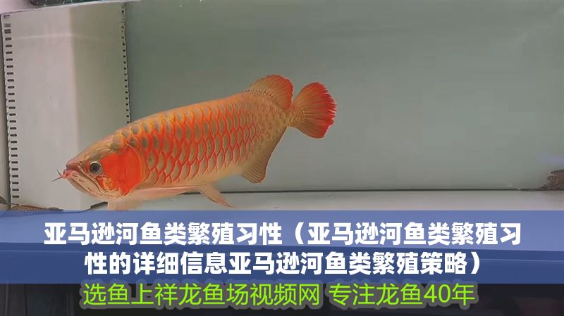 亞馬遜河魚類繁殖習性（亞馬遜河魚類繁殖習性的詳細信息亞馬遜河魚類繁殖策略）