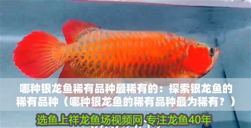 給大魚缸換水的作文:體驗給大魚缸換水的樂趣:體驗給大魚缸換水:給大魚缸換水的作文 哪種銀龍魚稀有品種最稀有的:探索銀龍魚的稀有品種(哪種銀龍魚的稀有品種最為稀有?) 水族問答 哪種銀龍魚稀有品種最稀有的:探索銀龍魚的稀有品種(哪種銀龍魚的稀有品種最為稀有?) 哪種銀龍魚稀有品種最稀有的:探索銀龍魚的稀有品種(哪種銀龍魚的稀有品種最為稀有?) 水族問答