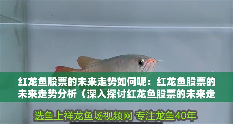 紅龍魚股票的未來走勢如何呢：紅龍魚股票的未來走勢分析（深入探討紅龍魚股票的未來走勢）