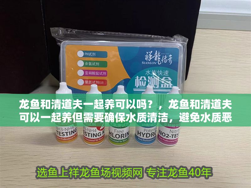 龍魚和清道夫一起養可以嗎？，龍魚和清道夫可以一起養但需要確保水質清潔，避免水質惡化