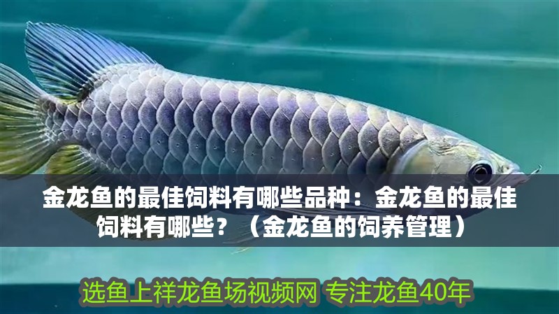 金龍魚的最佳飼料有哪些品種：金龍魚的最佳飼料有哪些？（金龍魚的飼養管理）