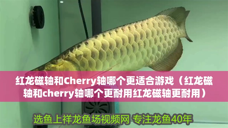 龍魚干蝦有營養嗎 紅龍磁軸和Cherry軸哪個更適合游戲(紅龍磁軸和cherry軸哪個更耐用紅龍磁軸更耐用) 龍魚百科 紅龍磁軸和Cherry軸哪個更適合游戲(紅龍磁軸和cherry軸哪個更耐用紅龍磁軸更耐用) 紅龍磁軸和Cherry軸哪個更適合游戲(紅龍磁軸和cherry軸哪個更耐用紅龍磁軸更耐用) 龍魚百科