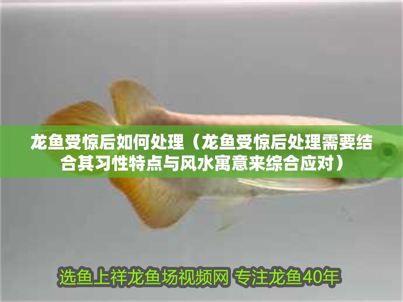 龍魚受驚后如何處理（龍魚受驚后處理需要結合其習性特點與風水寓意來綜合應對）