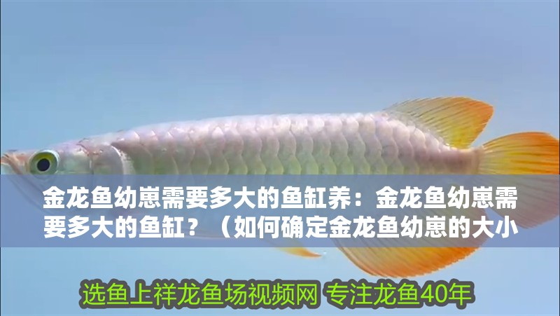 金龍魚幼崽需要多大的魚缸養：金龍魚幼崽需要多大的魚缸？（如何確定金龍魚幼崽的大小）