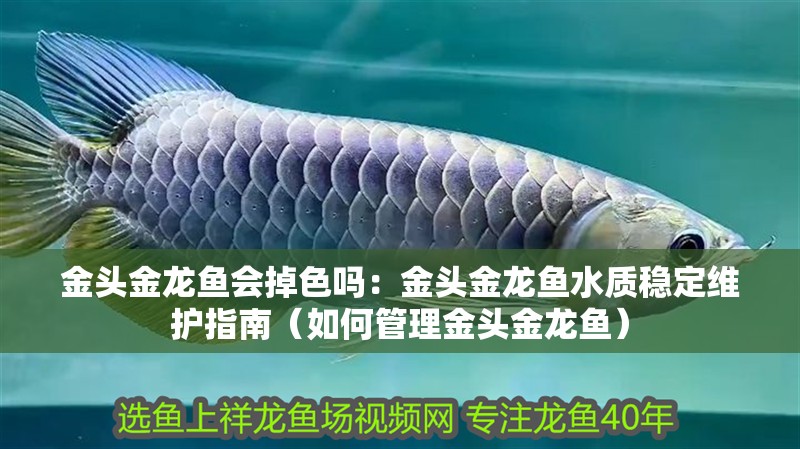 魚缸造景先放沙還是先放水(魚缸造景先鋪沙還是先放石頭) 金頭金龍魚會掉色嗎:金頭金龍魚水質穩定維護指南(如何管理金頭金龍魚) 水族問答 金頭金龍魚會掉色嗎:金頭金龍魚水質穩定維護指南(如何管理金頭金龍魚) 金頭金龍魚會掉色嗎:金頭金龍魚水質穩定維護指南(如何管理金頭金龍魚) 水族問答