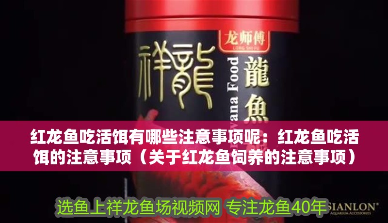 紅龍魚吃活餌有哪些注意事項呢：紅龍魚吃活餌的注意事項（關(guān)于紅龍魚飼養(yǎng)的注意事項）