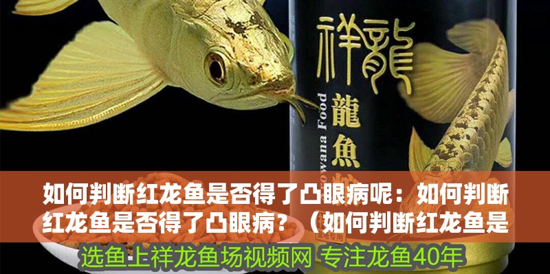 如何判斷紅龍魚是否得了凸眼病呢：如何判斷紅龍魚是否得了凸眼病？（如何判斷紅龍魚是否得了凸眼病）