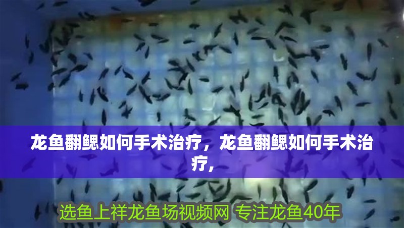 龍魚翻鰓如何手術治療，龍魚翻鰓如何手術治療,