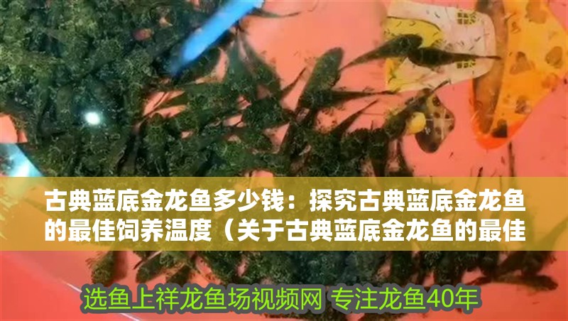 古典藍底金龍魚多少錢：探究古典藍底金龍魚的最佳飼養(yǎng)溫度（關(guān)于古典藍底金龍魚的最佳飼養(yǎng)溫度）