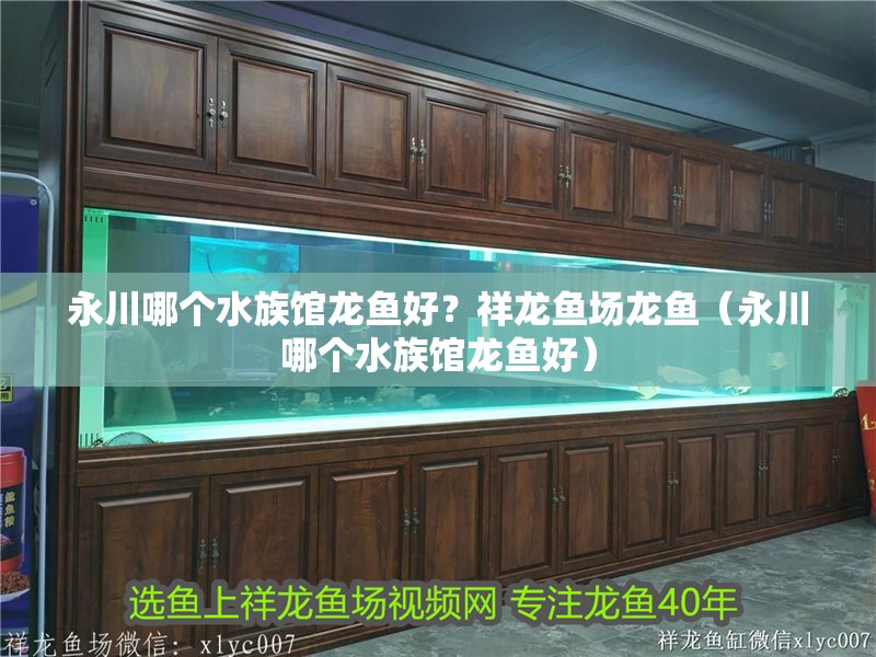 永川哪個水族館龍魚好？祥龍魚場龍魚（永川哪個水族館龍魚好）