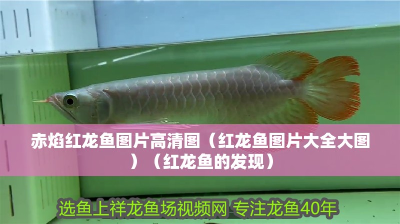 赤焰紅龍魚圖片高清圖（紅龍魚圖片大全大圖）（紅龍魚的發現）