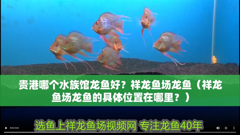 鸚鵡魚和銀龍魚混養怎樣喂食 貴港哪個水族館龍魚好?祥龍魚場龍魚(祥龍魚場龍魚的具體位置在哪里?) 龍魚百科 貴港哪個水族館龍魚好?祥龍魚場龍魚(祥龍魚場龍魚的具體位置在哪里?) 貴港哪個水族館龍魚好?祥龍魚場龍魚(祥龍魚場龍魚的具體位置在哪里?) 龍魚百科