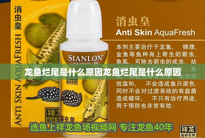 龍魚爛尾是什么原因龍魚爛尾是什么原因 龍魚爛尾是什么原因龍魚爛尾是什么原因 觀賞魚百科