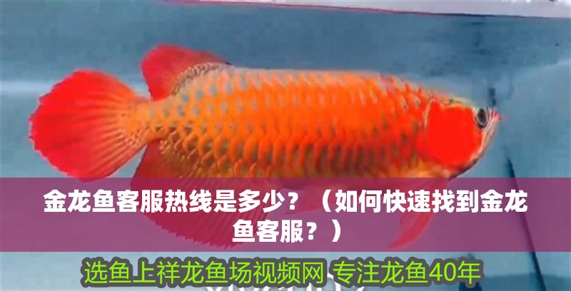金龍魚客服熱線是多少？（如何快速找到金龍魚客服？）