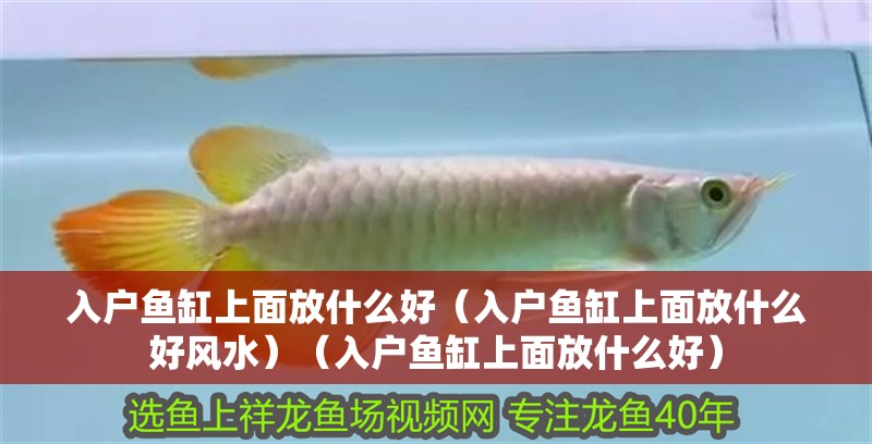 入戶魚缸上面放什么好（入戶魚缸上面放什么好風水）（入戶魚缸上面放什么好）