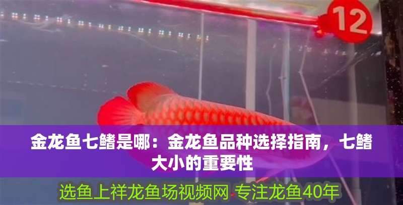 金龍魚七鰭是哪：金龍魚品種選擇指南，七鰭大小的重要性