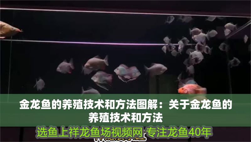 金龍魚的養(yǎng)殖技術和方法圖解：關于金龍魚的養(yǎng)殖技術和方法