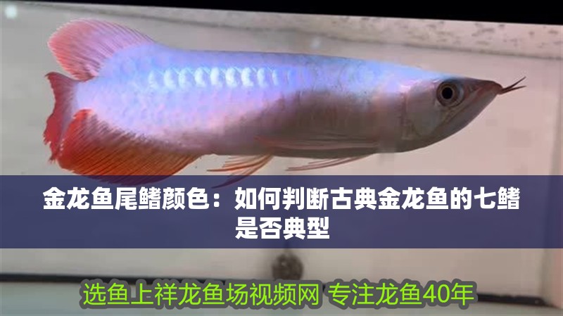 金龍魚(yú)尾鰭顏色：如何判斷古典金龍魚(yú)的七鰭是否典型