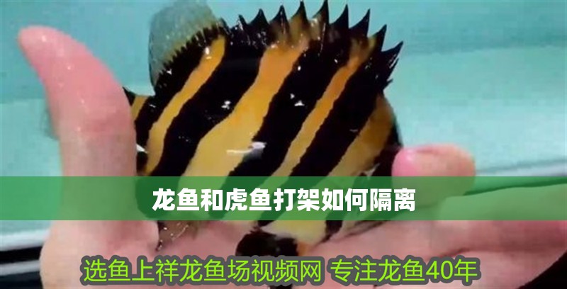 龍魚和虎魚打架如何隔離