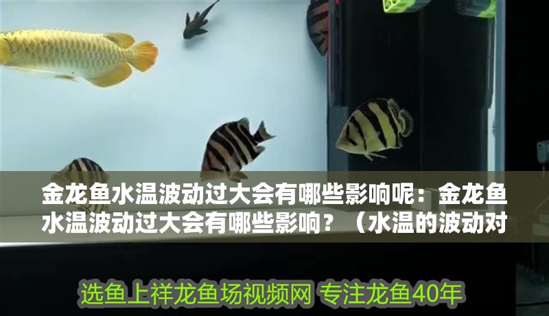 金龍魚水溫波動過大會有哪些影響呢：金龍魚水溫波動過大會有哪些影響？（水溫的波動對金龍魚的影響）