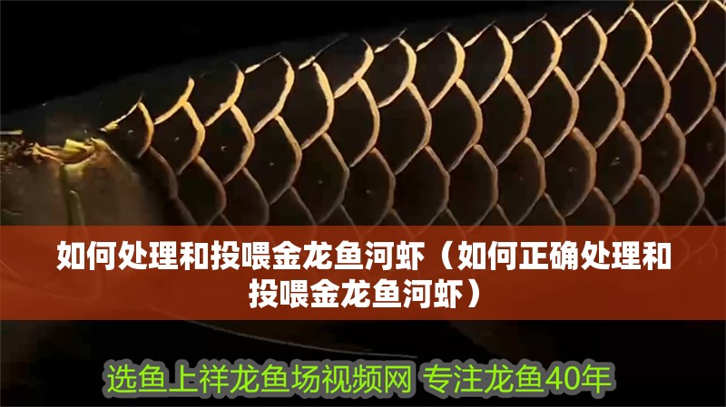 如何處理和投喂金龍魚(yú)河蝦（如何正確處理和投喂金龍魚(yú)河蝦）