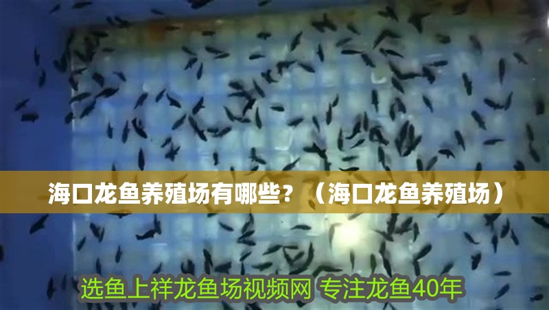 海口龍魚養殖場有哪些？（海口龍魚養殖場）