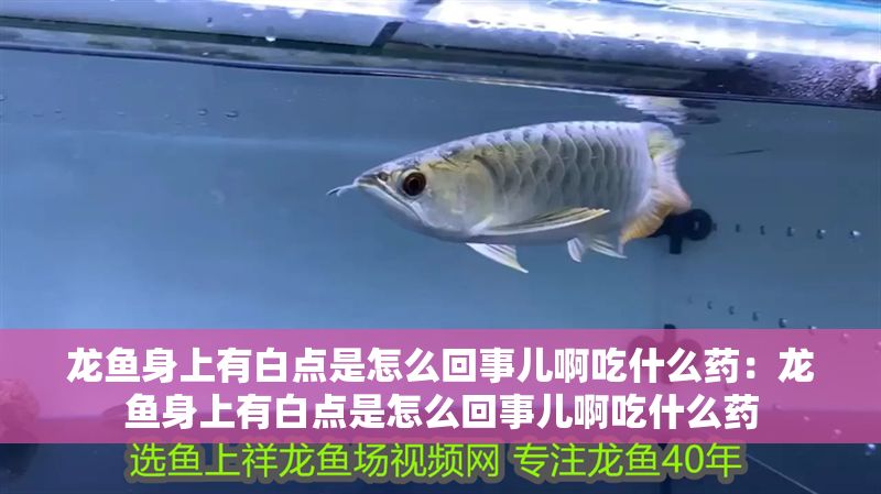 龍魚身上有白點(diǎn)是怎么回事兒啊吃什么藥：龍魚身上有白點(diǎn)是怎么回事兒啊吃什么藥