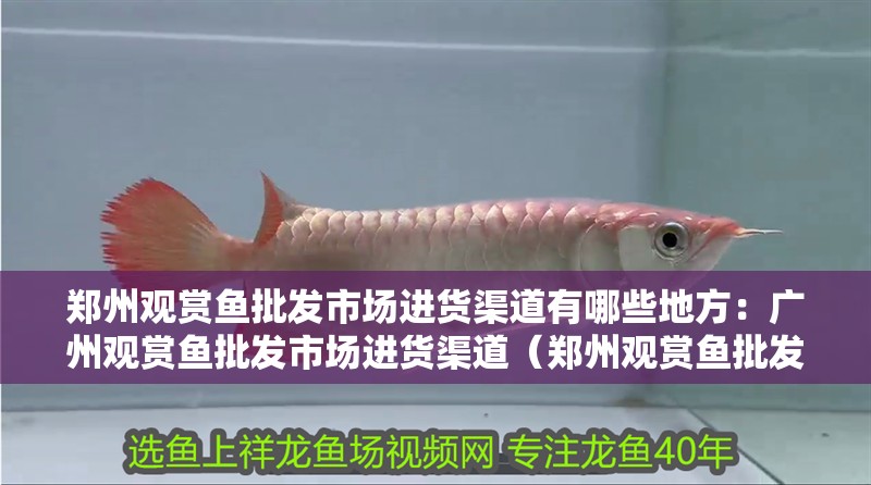鄭州觀賞魚批發(fā)市場進(jìn)貨渠道有哪些地方：廣州觀賞魚批發(fā)市場進(jìn)貨渠道（鄭州觀賞魚批發(fā)市場）