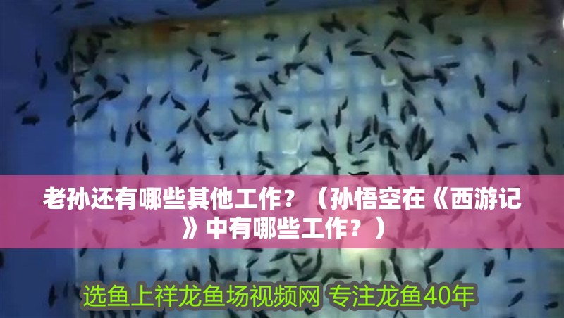 老孫還有哪些其他工作？（孫悟空在《西游記》中有哪些工作？）