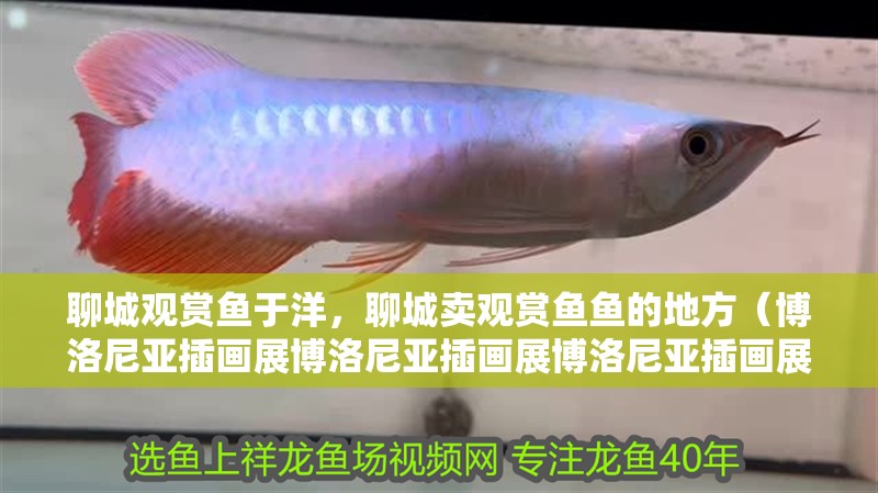 <strong><mark>聊城</mark></strong>觀賞魚于洋，<strong><mark>聊城</mark></strong>賣觀賞魚魚的地方（博洛尼亞插畫展博洛尼亞插畫展博洛尼亞插畫展博洛尼亞插畫展）