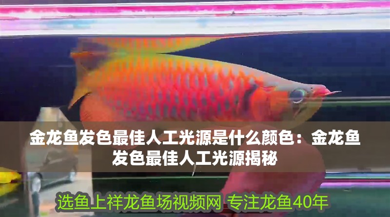 金龍魚發(fā)色最佳人工光源是什么顏色：金龍魚發(fā)色最佳人工光源揭秘