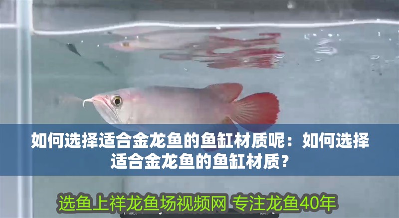 如何選擇適合金龍魚的魚缸材質呢：如何選擇適合金龍魚的魚缸材質？