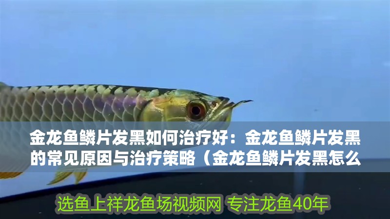 金龍魚鱗片發黑如何治療好：金龍魚鱗片發黑的常見原因與治療策略（金龍魚鱗片發黑怎么辦）