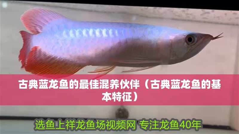 古典藍龍魚的最佳混養(yǎng)伙伴（古典藍龍魚的基本特征）